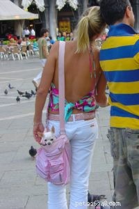 Why You Need a Small Pet Carrier: Safety & Comfort for Traveling Pets