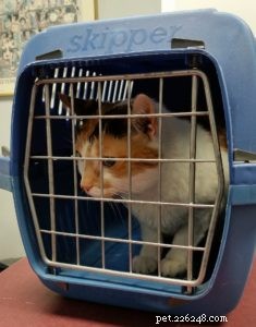 Why You Need a Small Pet Carrier: Safety & Comfort for Traveling Pets