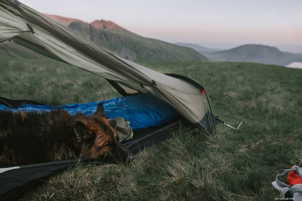 8 Essential Tips for Stress‑Free Camping with Your Dog