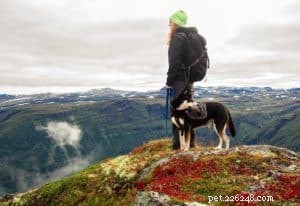 8 Essential Tips for Stress‑Free Camping with Your Dog