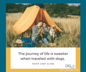 8 Essential Tips for Stress‑Free Camping with Your Dog