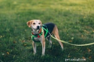 8 Essential Tips for Stress‑Free Camping with Your Dog