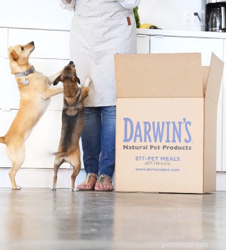 Darwin’s Raw Dog Food Review: Premium Nutrition for Busy Pet Parents