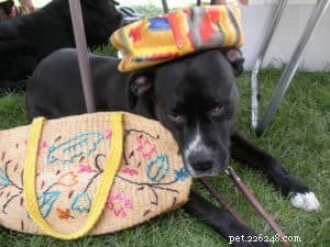 Darwin’s Raw Dog Food Review: Premium Nutrition for Busy Pet Parents