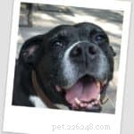 Ollie Raw Dog Food: Premium Nutrition for a Healthier, Happier Dog