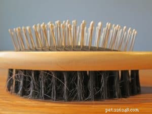 8 Proven Dog Shedding Hacks to Keep Your Home Fur‑Free