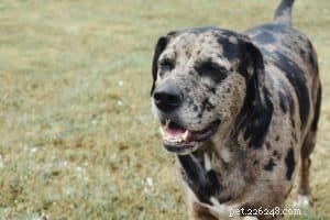 The Hidden Cost of Supermarket Dog Food: Why It May Be Hurting Your Giant Breed