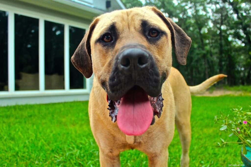 The Hidden Cost of Supermarket Dog Food: Why It May Be Hurting Your Giant Breed