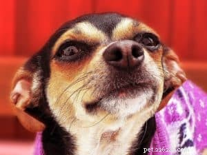 Discover the Benefits of an Online Pet Consultant for Your Pet s Health and Well‑Being