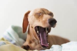 Discover the Benefits of an Online Pet Consultant for Your Pet s Health and Well‑Being