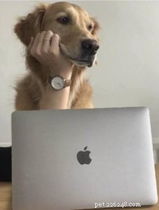 Discover the Benefits of an Online Pet Consultant for Your Pet s Health and Well‑Being