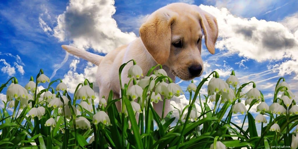 Common Household Plants That Are Toxic to Dogs – Protect Your Pet