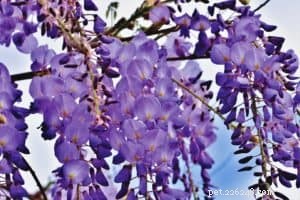 Common Household Plants That Are Toxic to Dogs – Protect Your Pet