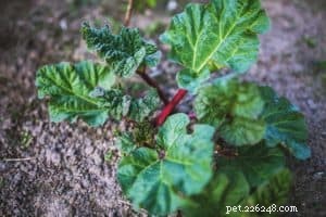 Common Household Plants That Are Toxic to Dogs – Protect Your Pet