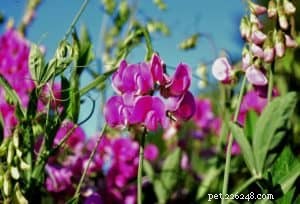 Common Household Plants That Are Toxic to Dogs – Protect Your Pet