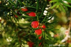 Common Household Plants That Are Toxic to Dogs – Protect Your Pet