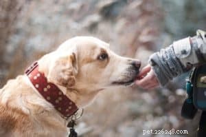 Can Dogs Safely Eat Pomegranate? Health Tips & Risks