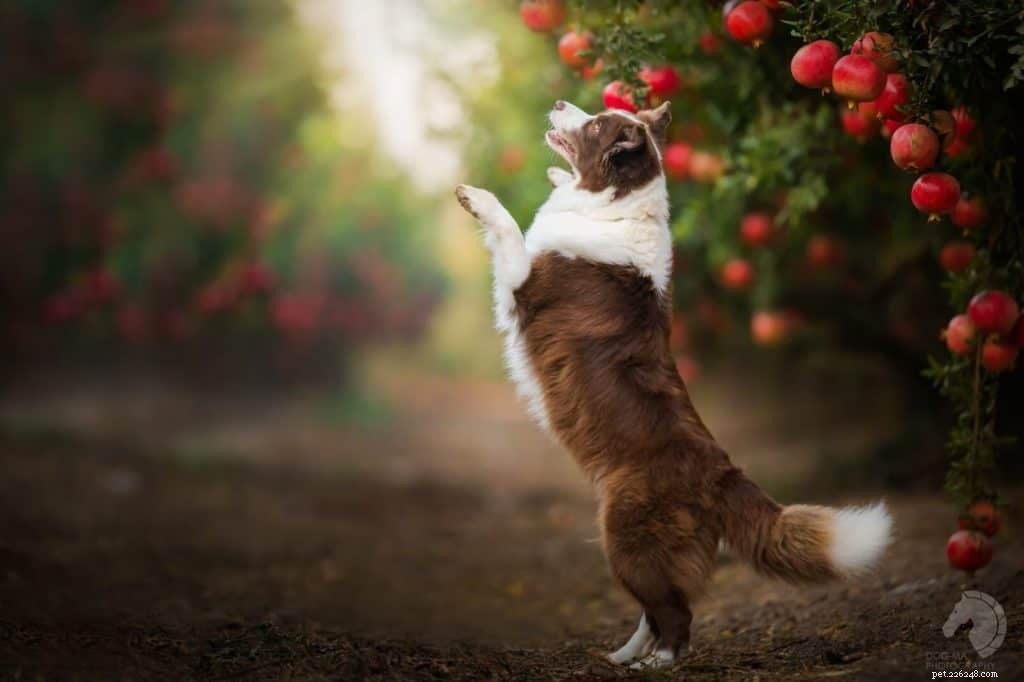 Can Dogs Safely Eat Pomegranate? Health Tips & Risks