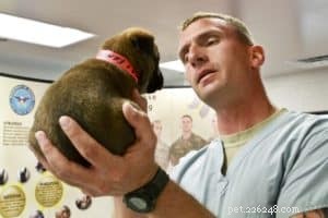 6 Proven Strategies to Safely Shed Your Dog’s Weight