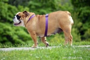 6 Proven Strategies to Safely Shed Your Dog’s Weight