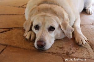 6 Proven Strategies to Safely Shed Your Dog’s Weight