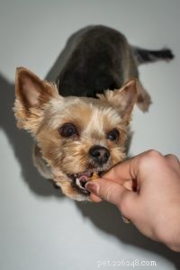 6 Proven Strategies to Safely Shed Your Dog’s Weight