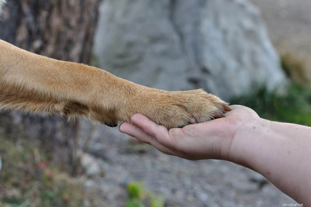 7 Pro Tips for Rainy Day Dog Walks: Keep Your Pup Happy & Safe