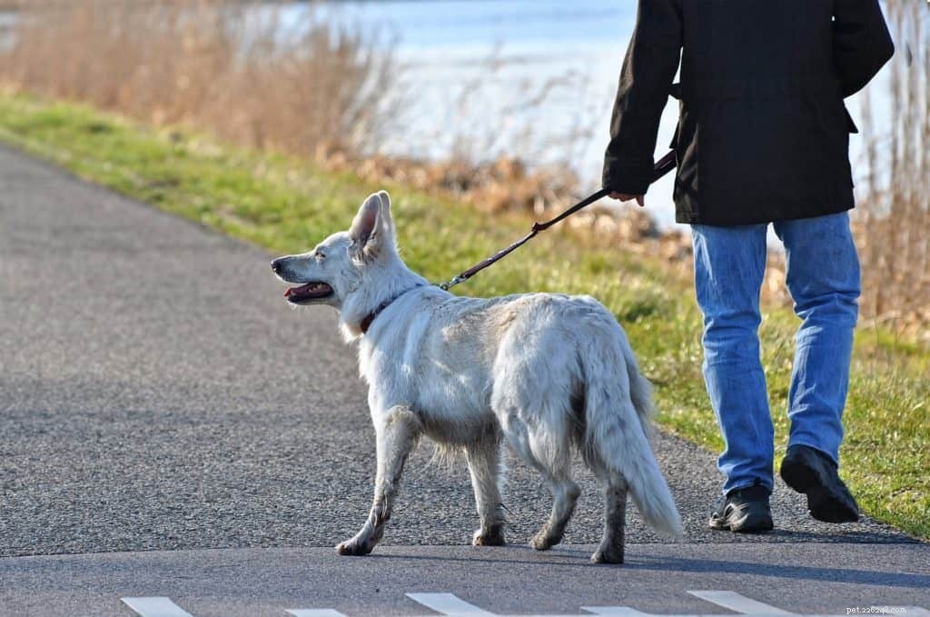 7 Pro Tips for Rainy Day Dog Walks: Keep Your Pup Happy & Safe