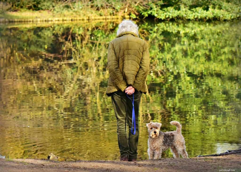 7 Pro Tips for Rainy Day Dog Walks: Keep Your Pup Happy & Safe