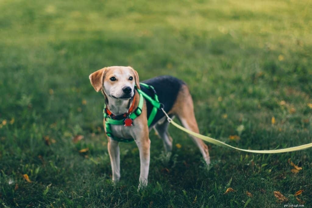 Safe & Enjoyable Dog Walks: Essential Tips for You and Your Pet
