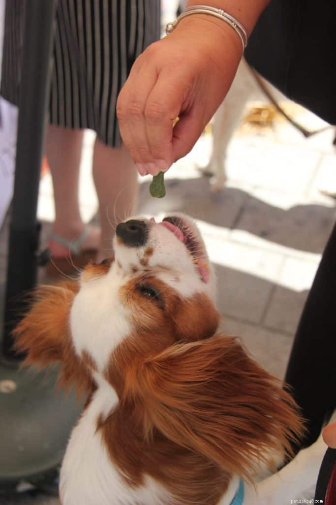 Key Nutrients for Safe & Effective Weight Gain in Dogs