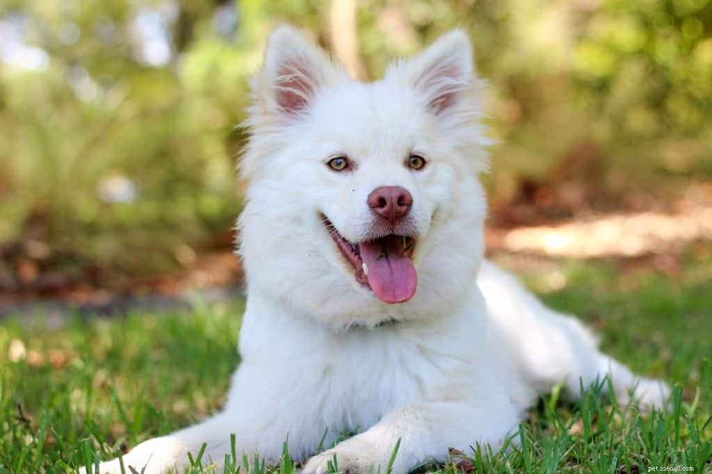 Key Nutrients for Safe & Effective Weight Gain in Dogs