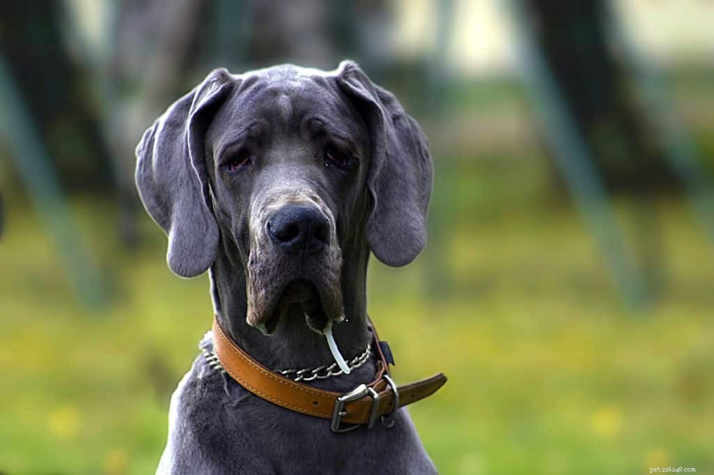 CBD Oil for Dogs: Understanding Side Effects and Potential Risks