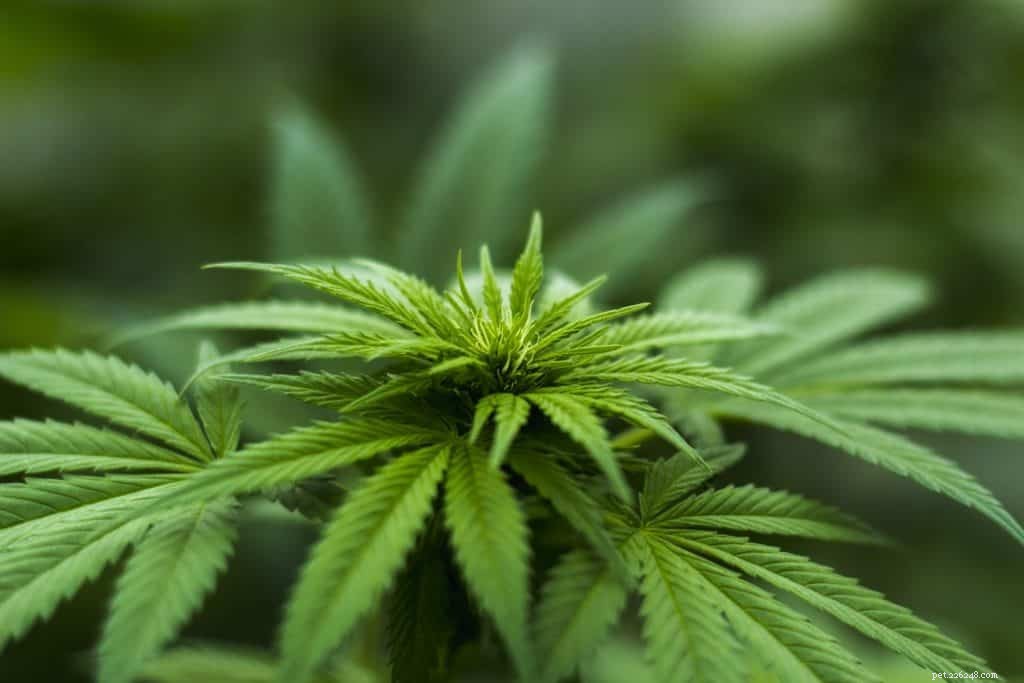 CBD Oil for Dogs: Understanding Side Effects and Potential Risks