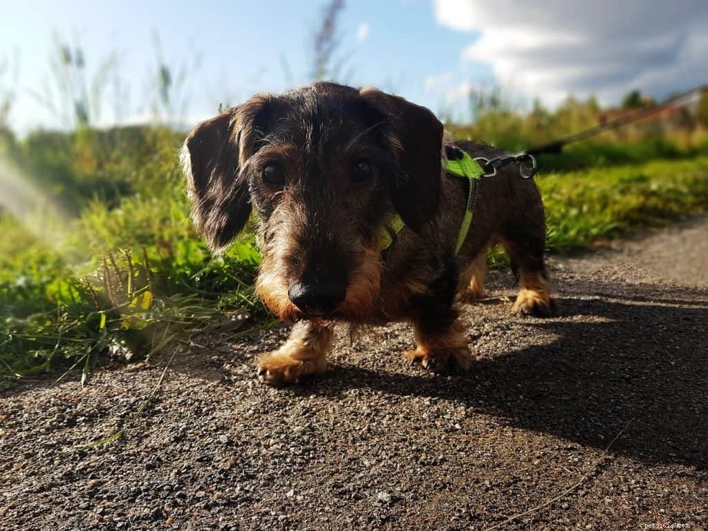 CBD Oil for Dogs: Understanding Side Effects and Potential Risks
