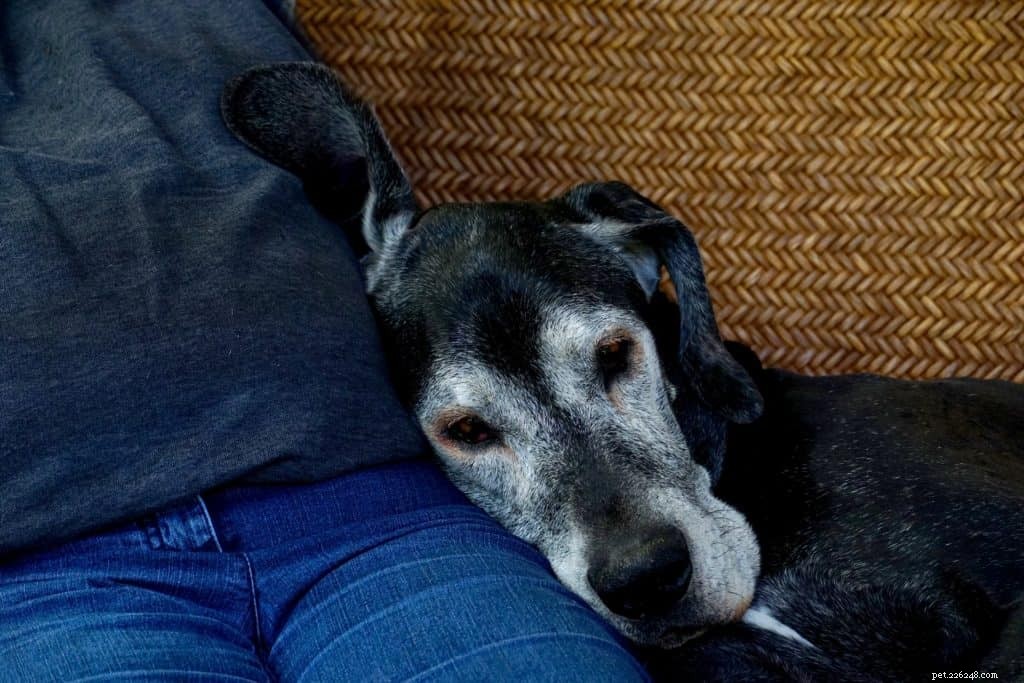 CBD Oil for Dogs: Understanding Side Effects and Potential Risks
