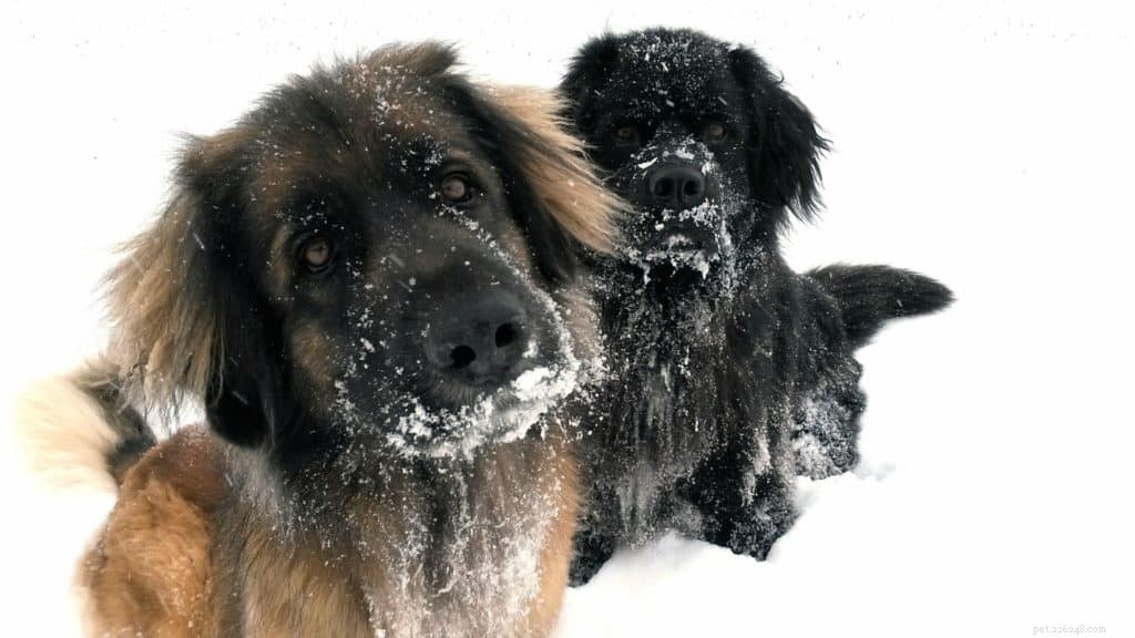 12 Proven Ways to Keep Your Dog Warm and Safe This Winter