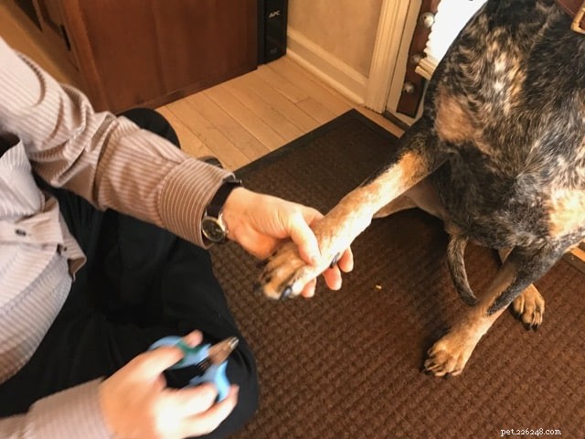 12 Proven Ways to Keep Your Dog Warm and Safe This Winter