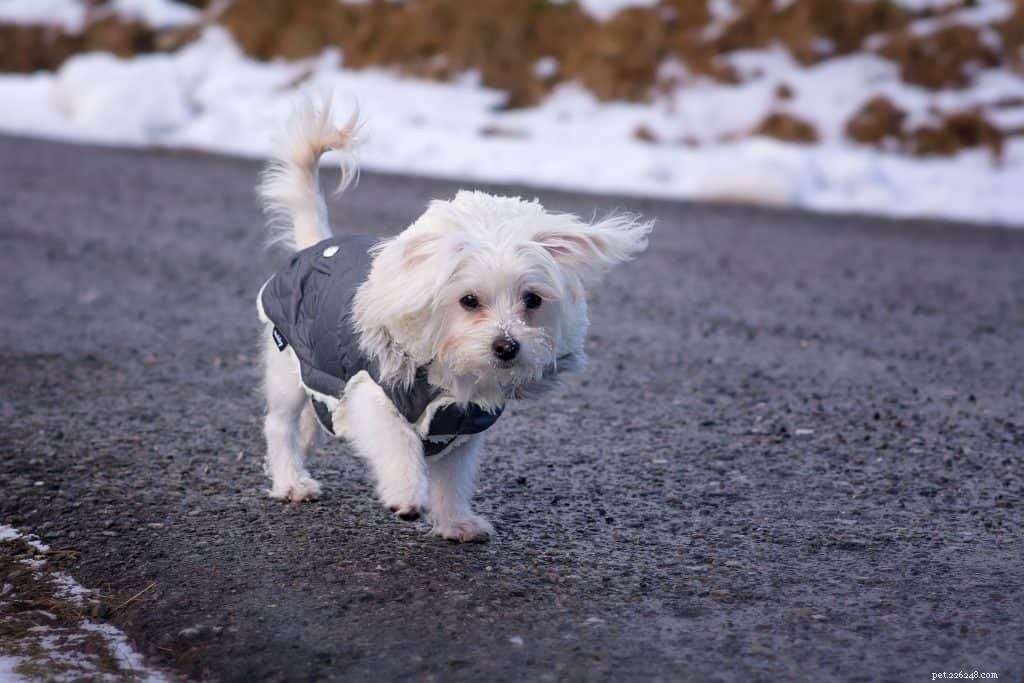 12 Proven Ways to Keep Your Dog Warm and Safe This Winter