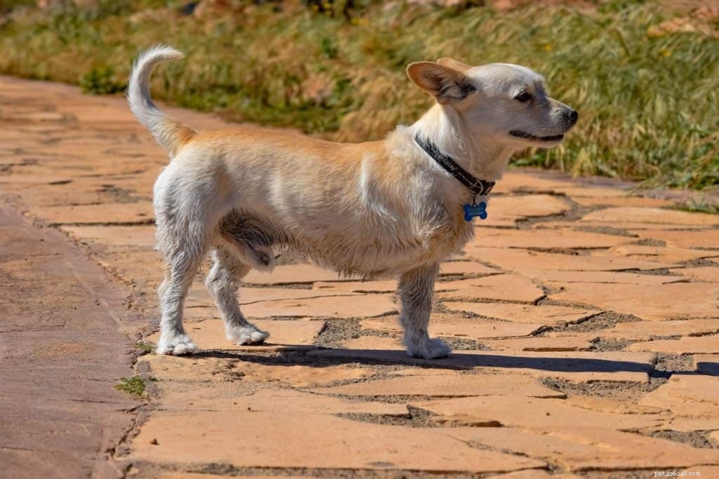 How to Train a Dog with Disabilities: Proven Strategies