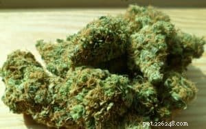 CBD Oil for Dogs: 7 Essential Facts You Need to Know