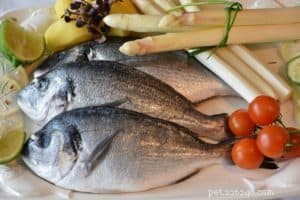 Crafting Nutritious Homemade Dog Food: A Comprehensive Guide