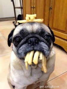 Crafting Nutritious Homemade Dog Food: A Comprehensive Guide