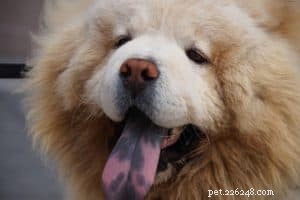 Prevent Dog Heat Stroke: 6 Essential Cooling Tips & Critical Safety Warnings