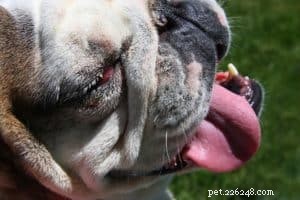 Prevent Dog Heat Stroke: 6 Essential Cooling Tips & Critical Safety Warnings