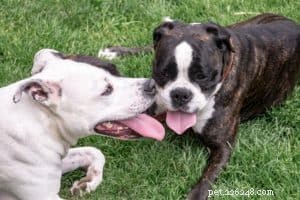 Prevent Dog Heat Stroke: 6 Essential Cooling Tips & Critical Safety Warnings
