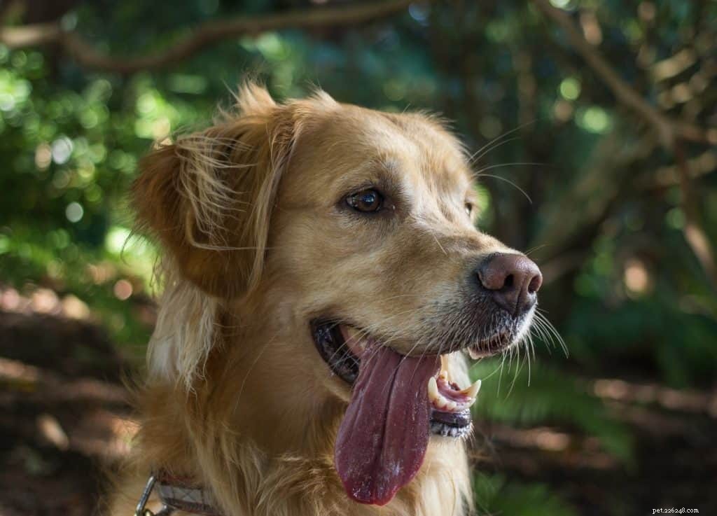 Prevent Dog Heat Stroke: 6 Essential Cooling Tips & Critical Safety Warnings