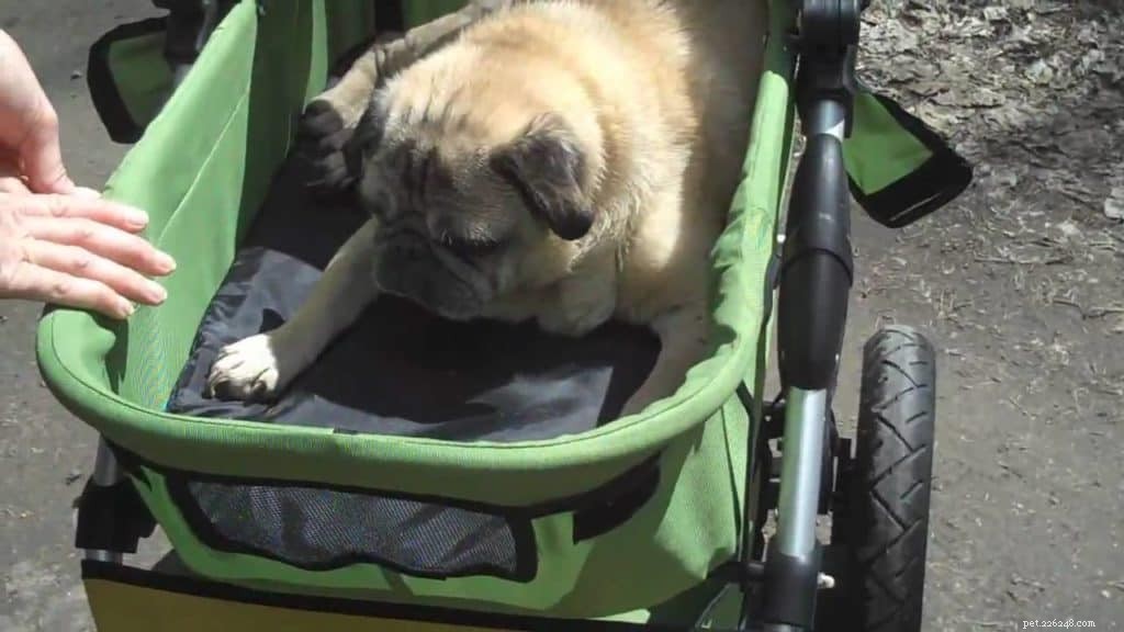 Can a Large Dog Use a Stroller? Expert Tips for Safe Comfort