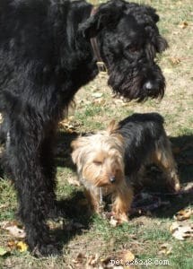 Top 5 Tips Every First-Time Dog Owner Should Know