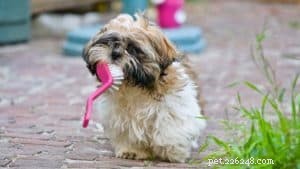 Top 5 Tips Every First-Time Dog Owner Should Know